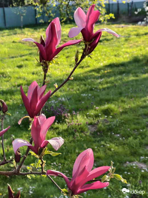 Magnólia - 1.