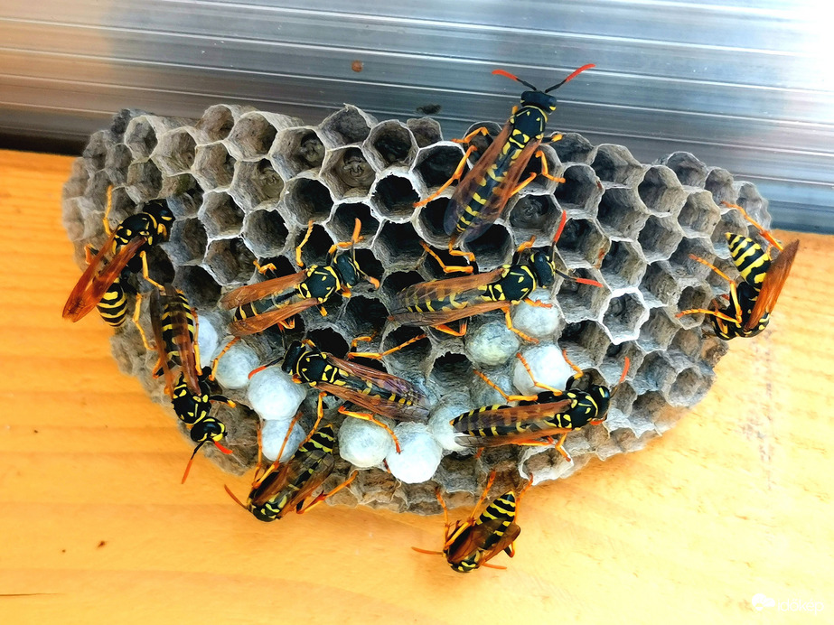 Papírdarazsak - nyár elején. 