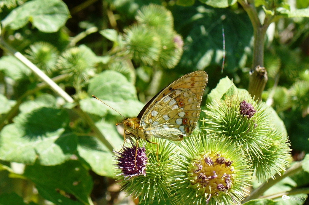 Amikor még forró nyár volt... (Fiam fotója 2015)) tó