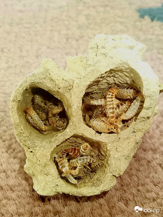 Sárdarázs fészke-élelemmel feltöltve. (Metszet) 