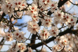 Teljes pompájában!