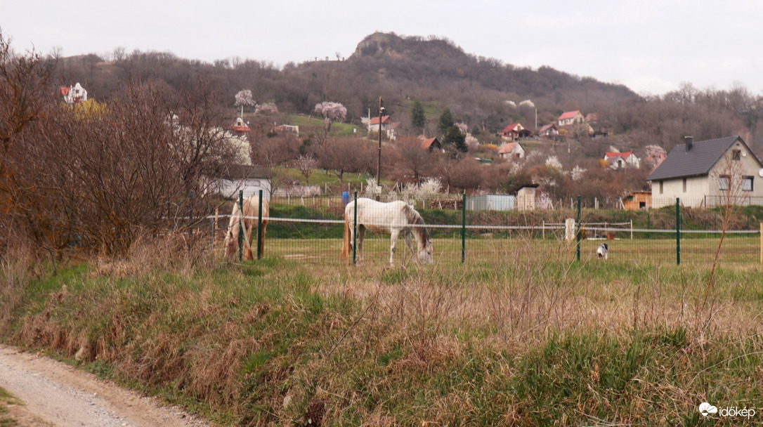 Pacis