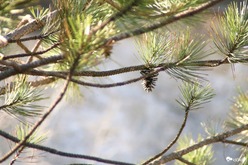 Pár maradt csak....