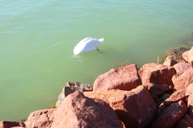 Csak találok valamit!