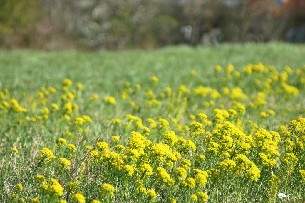 A rét is színes!