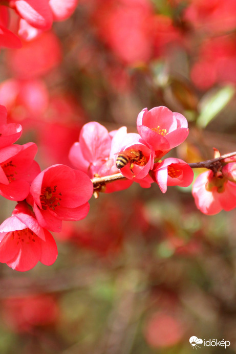 Japánbirs zümivel!