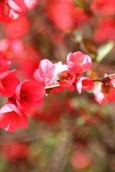 Japánbirs zümivel!