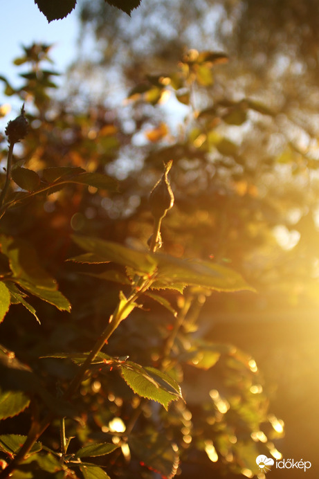 Rózsám, lassan de nyílnak!