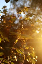 Rózsám, lassan de nyílnak!