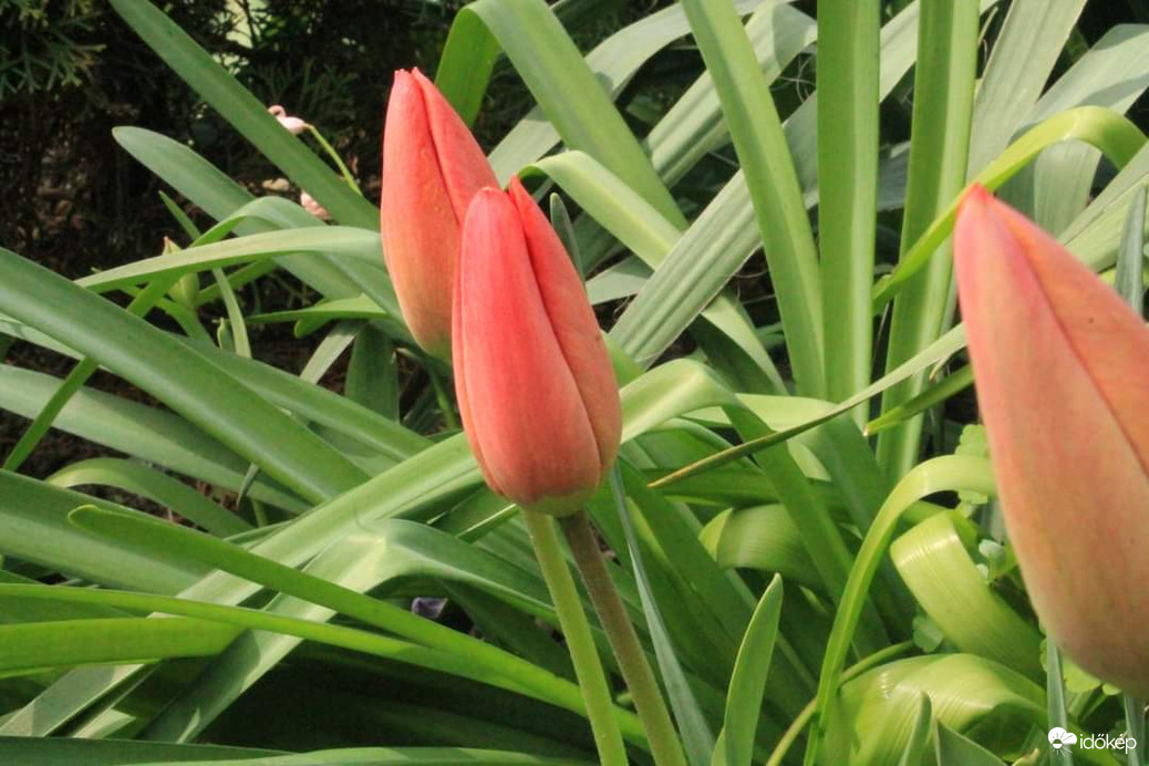 Tulip