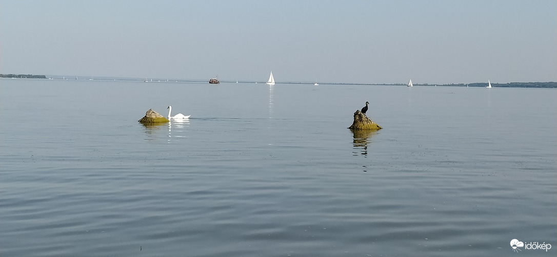 Madárkák