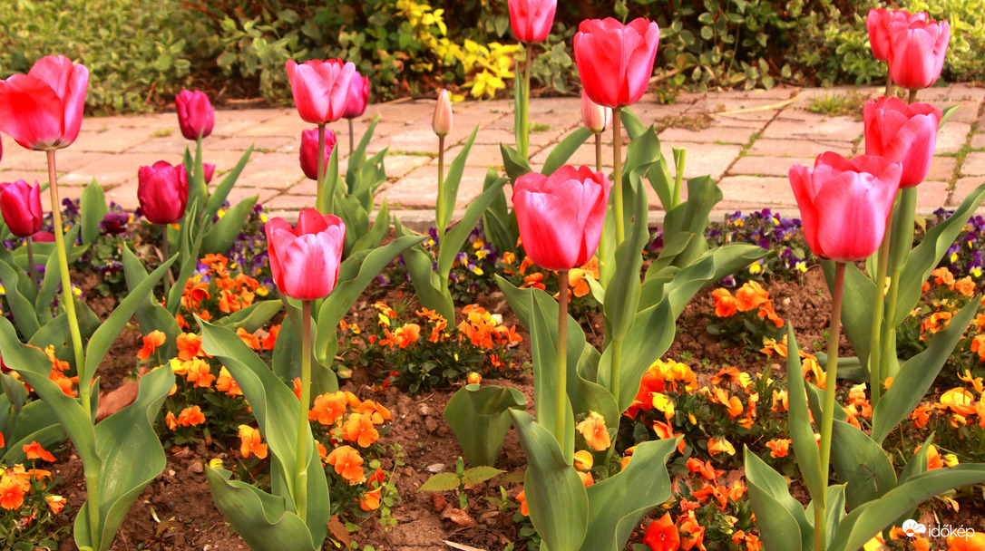 Tulipánok 