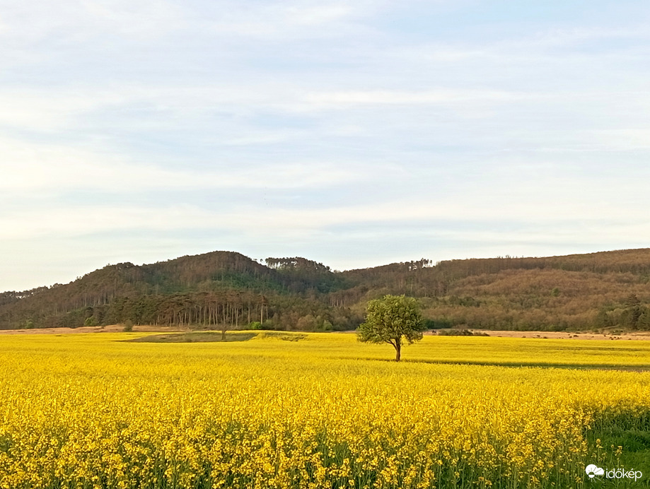 Minden sárga 