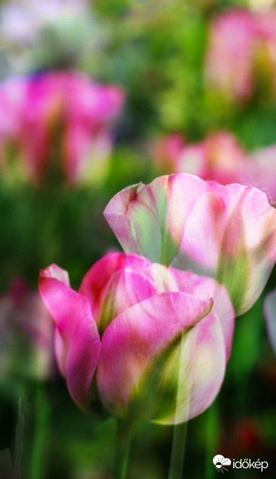 Tulipános