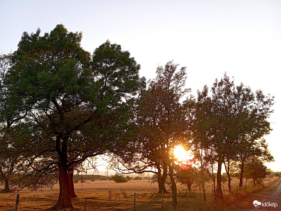 Fák között a nap
