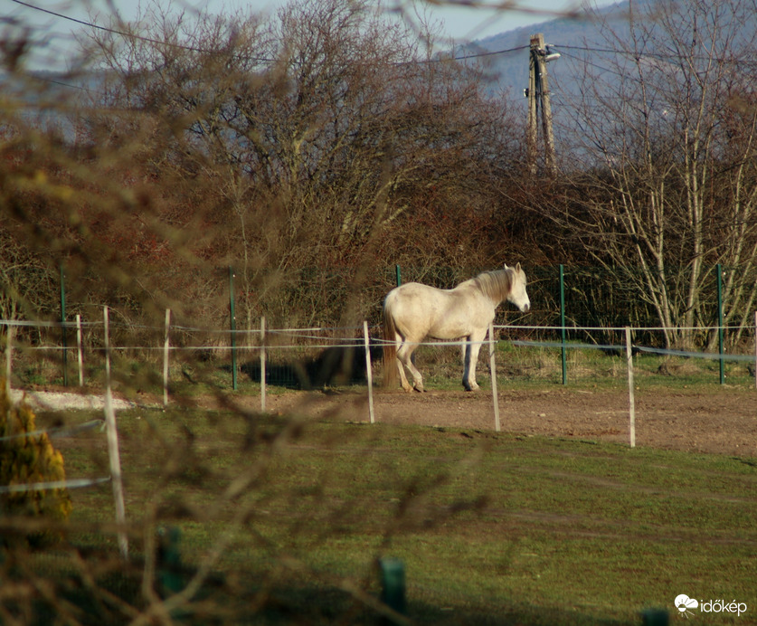 A paci is élvezi a meleget!