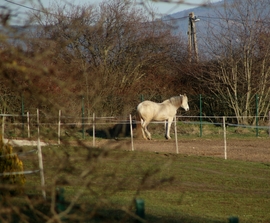 A paci is élvezi a meleget!