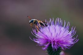 Nektártánc a bogáncson 