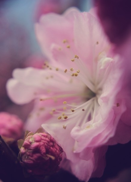 Budapest IV.ker - Újpest