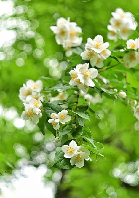 Budapest IV.ker - Újpest