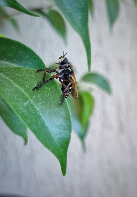 Budapest IV.ker - Újpest