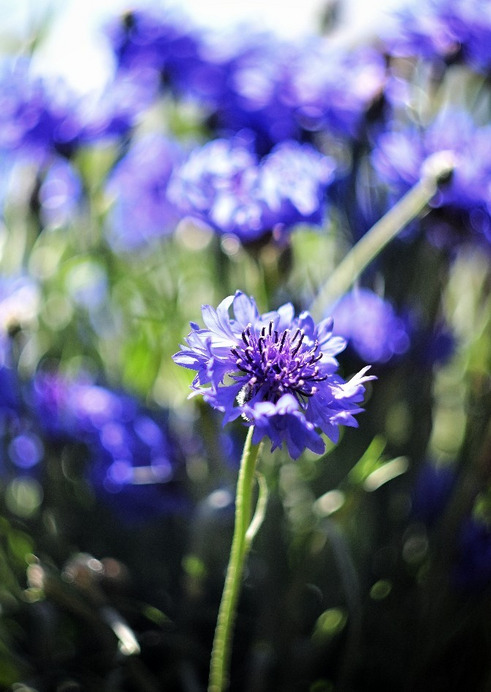 Budapest IV.ker - Újpest