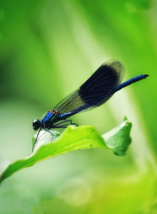 Budapest IV.ker - Újpest