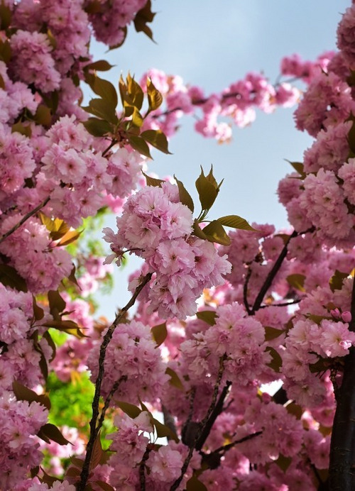 Budapest IV.ker - Újpest