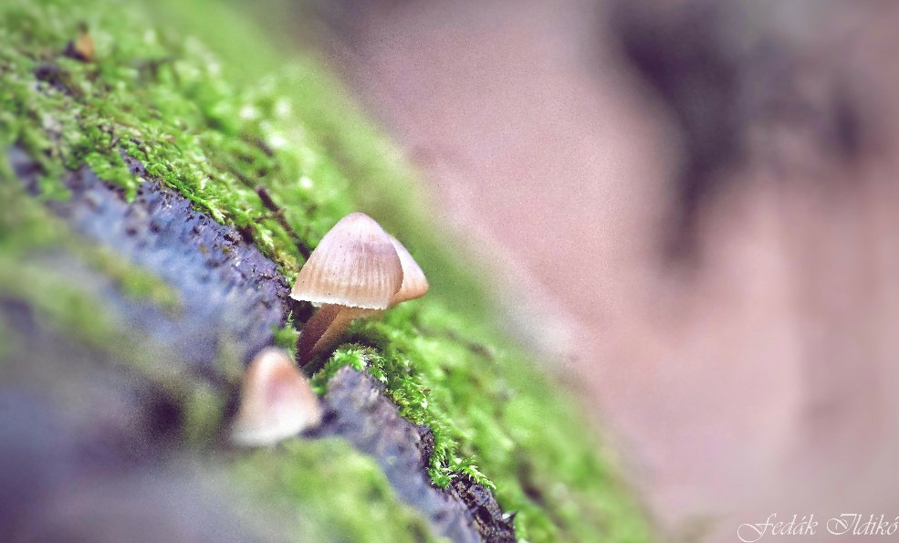 Budapest IV.ker - Újpest