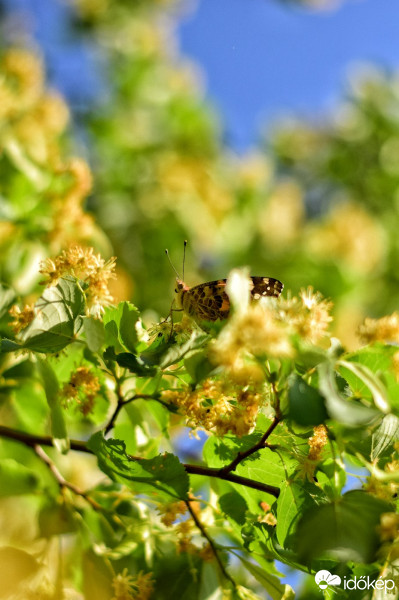 Budapest IV.ker - Káposztásmegyer