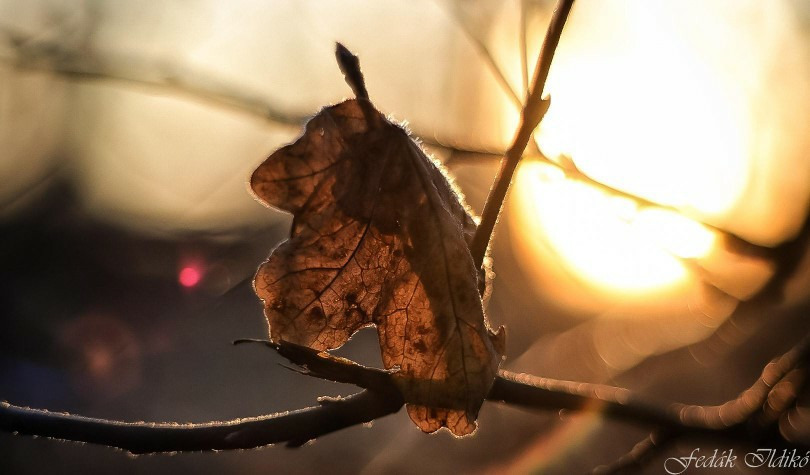 Budapest IV.ker - Újpest