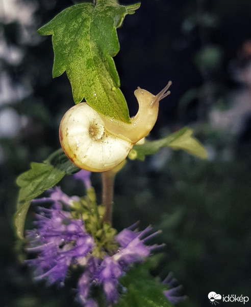 Budapest IV.ker - Újpest