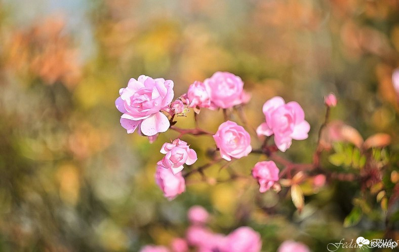 Budapest IV.ker - Újpest