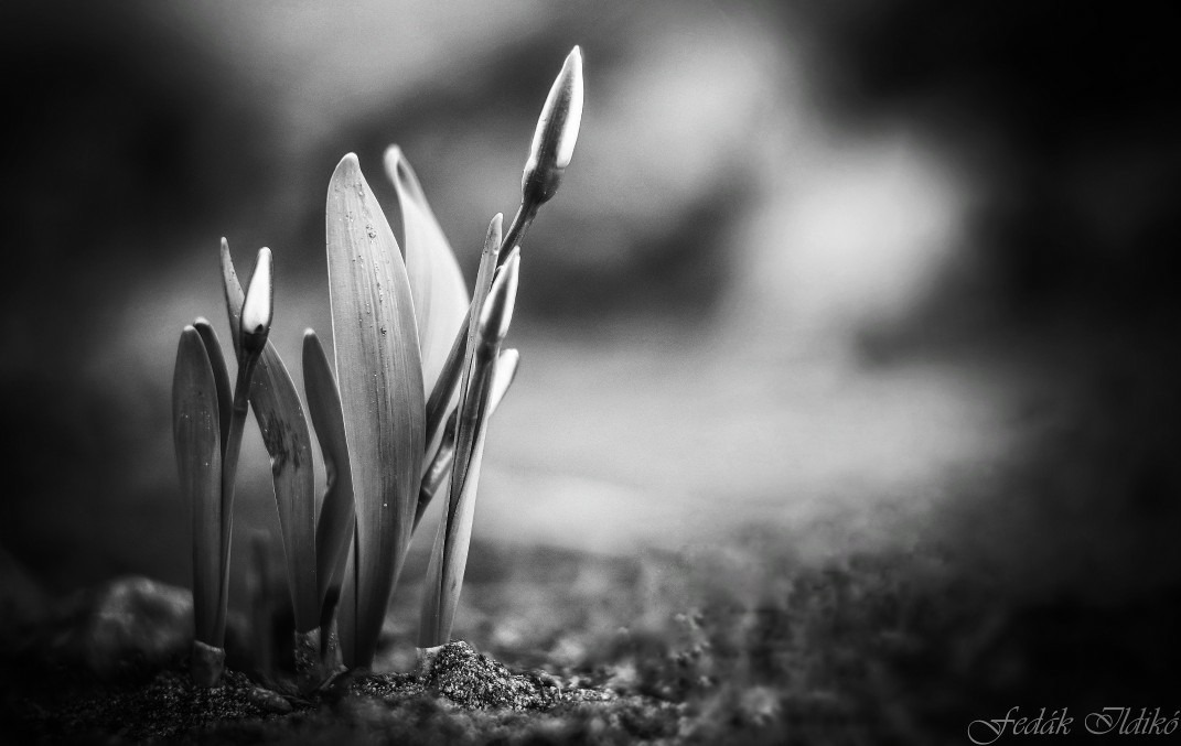 Budapest IV.ker - Újpest