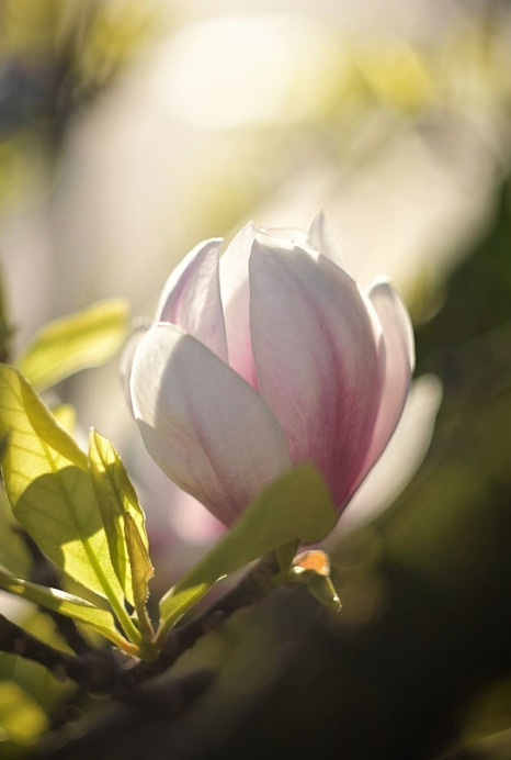 Budapest IV.ker - Újpest