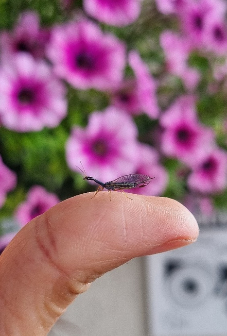 Budapest IV.ker - Újpest