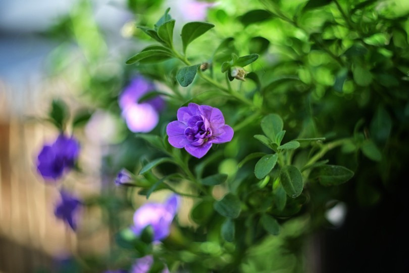 Budapest IV.ker - Újpest