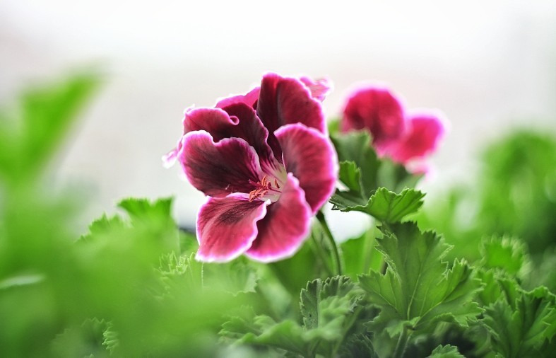 Budapest IV.ker - Újpest