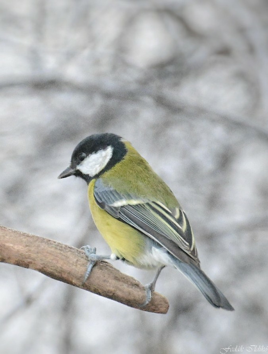 Budapest IV.ker - Újpest