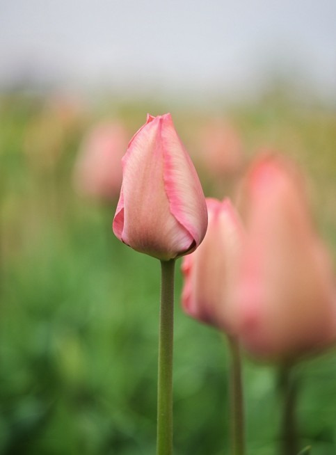 Budapest IV.ker - Újpest