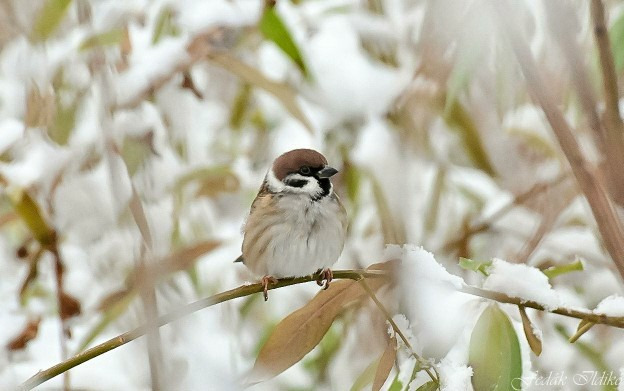 Budapest IV.ker - Újpest
