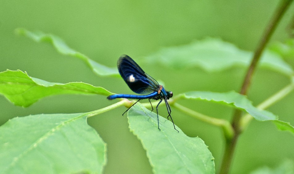 Budapest IV.ker - Újpest