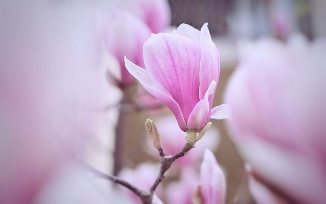 Budapest IV.ker - Újpest