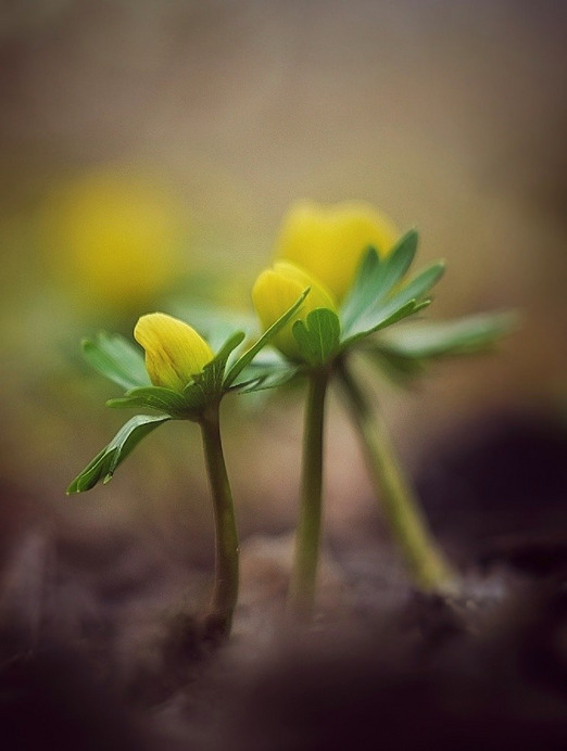 Budapest IV.ker - Újpest