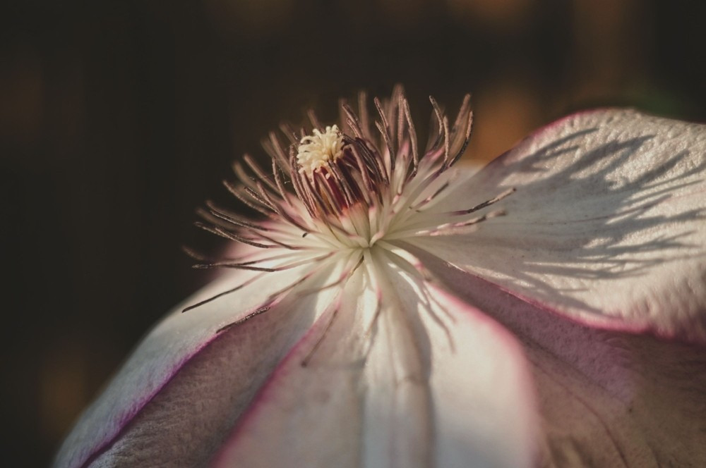 Budapest IV.ker - Újpest