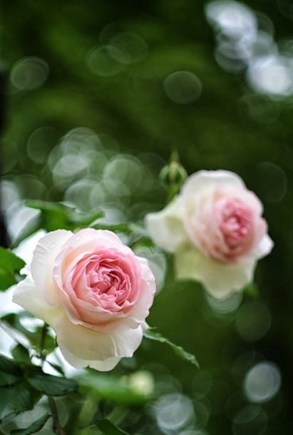 Budapest IV.ker - Újpest