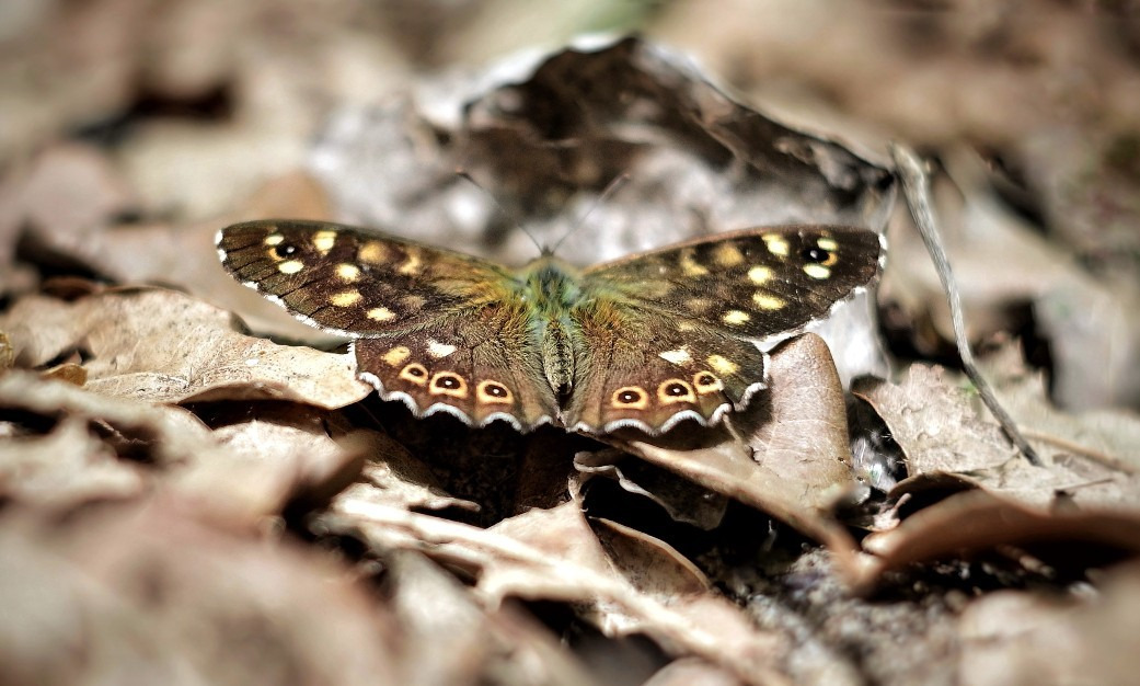 Budapest IV.ker - Újpest