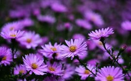 Budapest IV.ker - Újpest