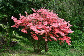 Azálea