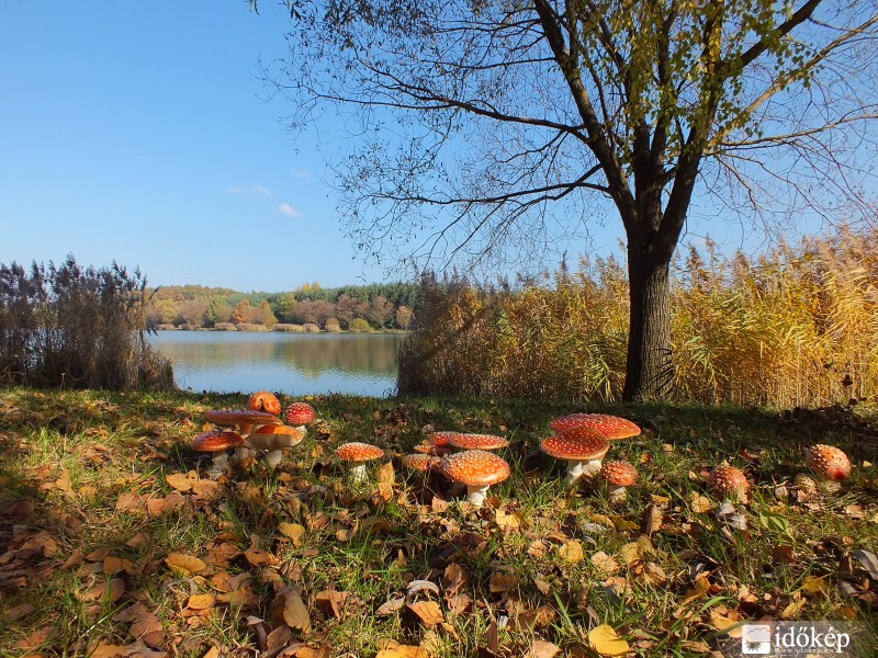Gombák a kustánszegi tónál